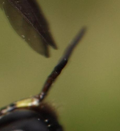 Ectemnius sp.